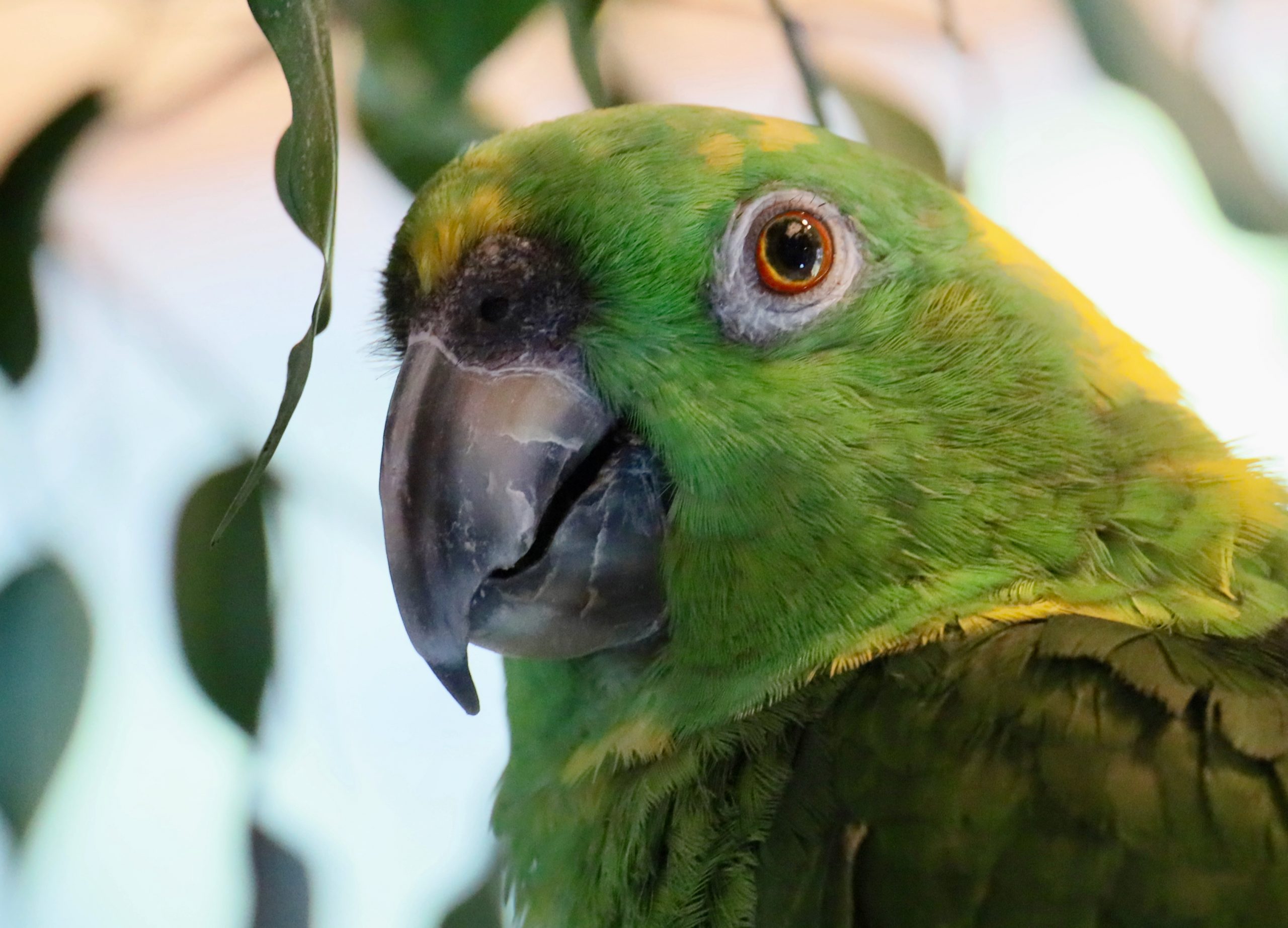 Foster Parrots - Birdie