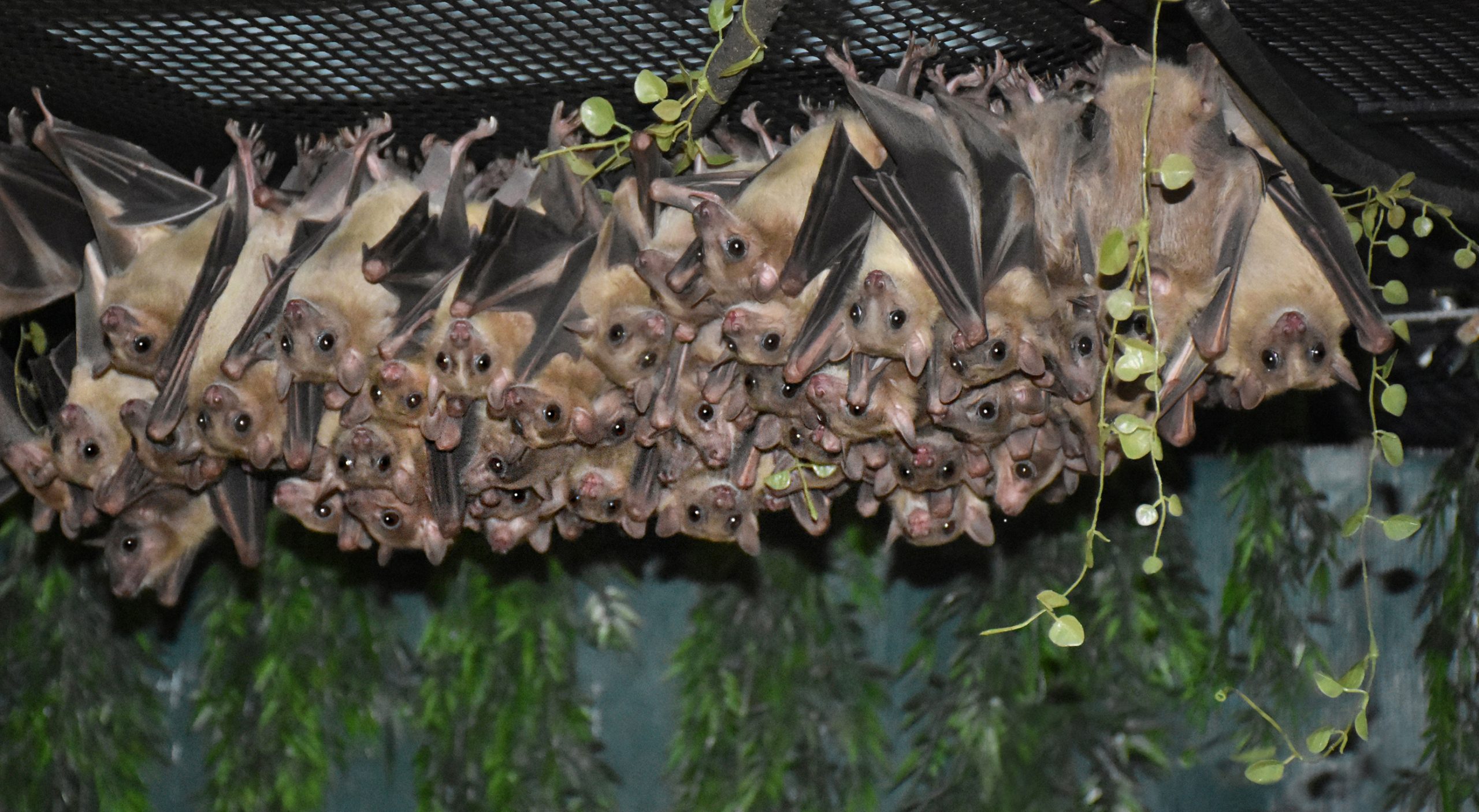 Bat World