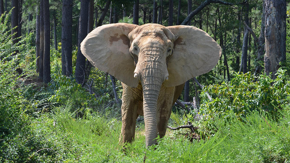 Elephant-Sanctuary
