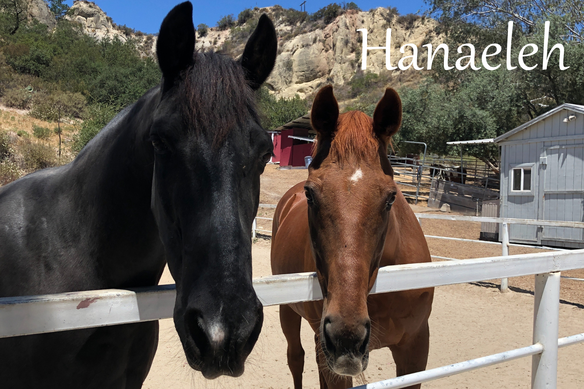 Hanaeleh Horse Rescue