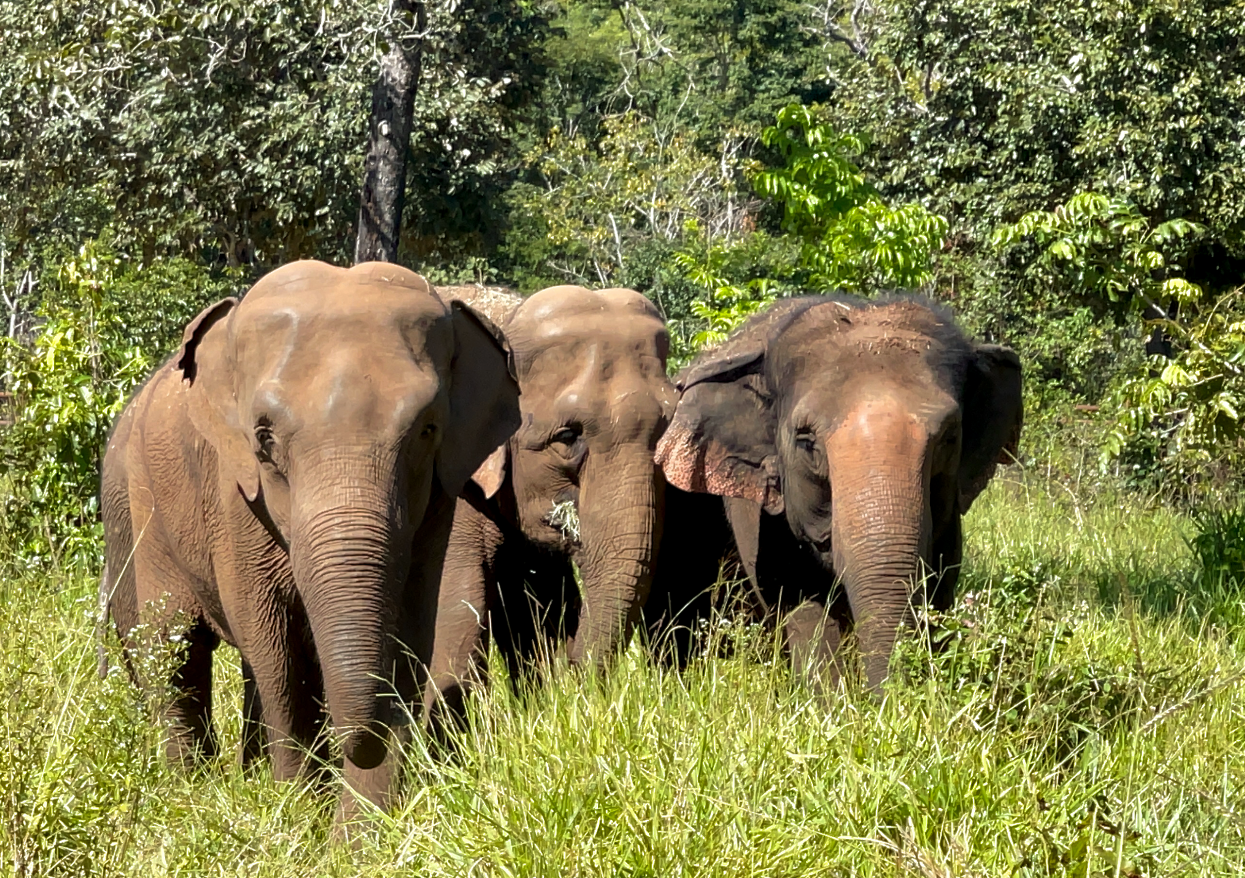 Global Sanctuary for Elephants
