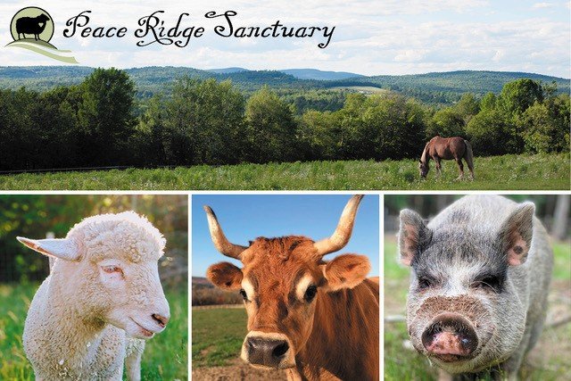 Peace Ridge Sanctuary is the First Farm Sanctuary in New England to be  Accredited by the Global Federation of Animal Sanctuaries - Global  Federation of Animal Sanctuaries
