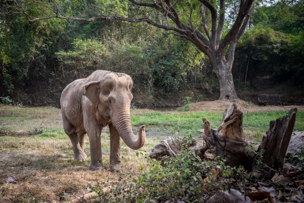 Pai Lin, whose back is sloped from enduring years of rides, now lives at the Wildlife Friends Foundation in Thailand. (Amy Jones/Moving Animals/Wildlife Friends Foundation Thailand)