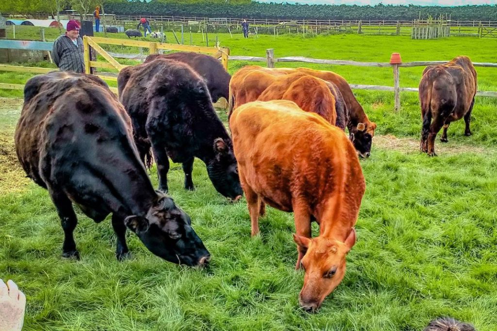 Cows-at-FRIENDS-animal-santuary-UK-c-Jordi-Casamitjana-1068x712