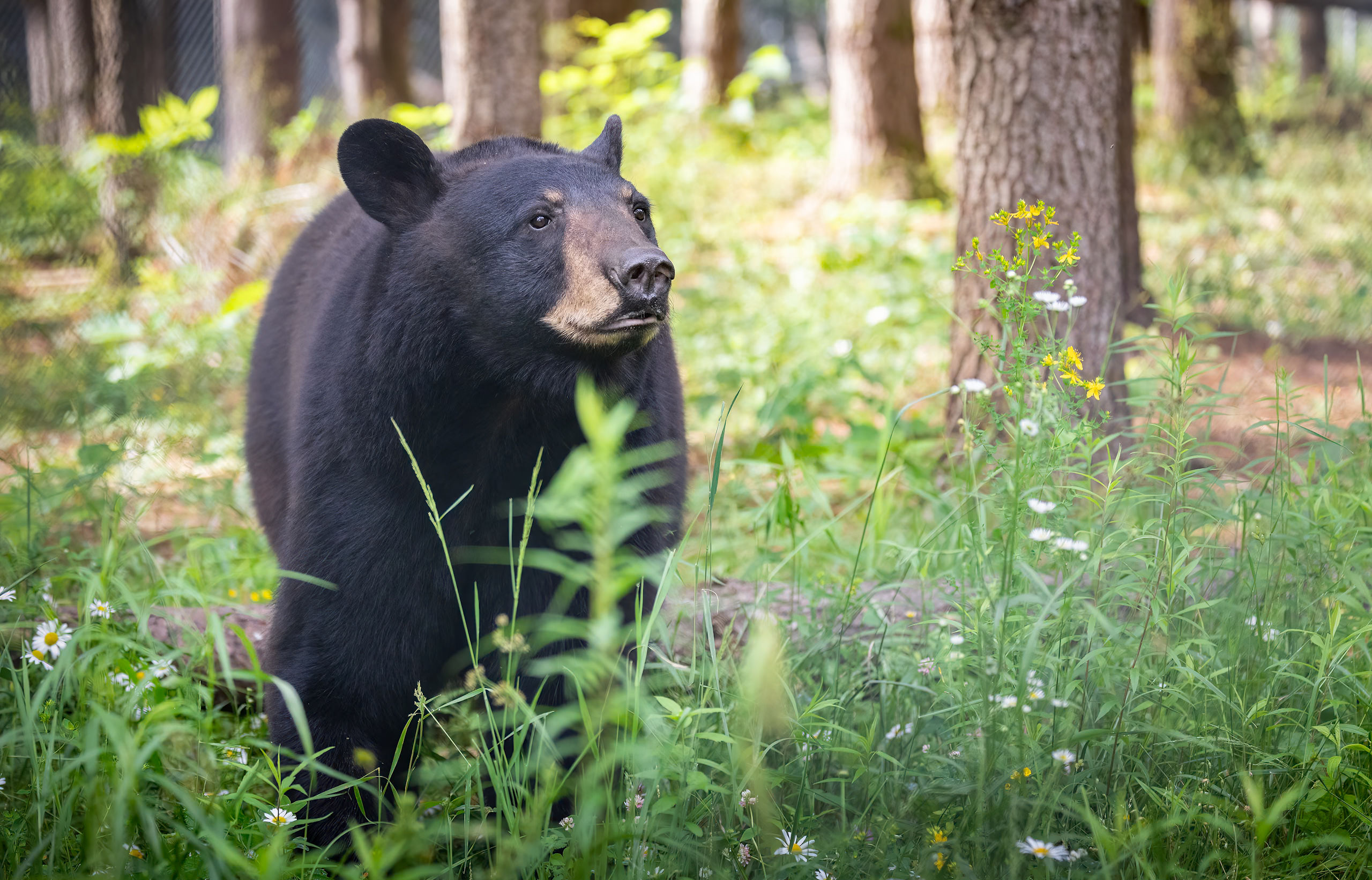 AVWS Sasha the Black Bear