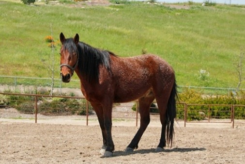 Free Rein