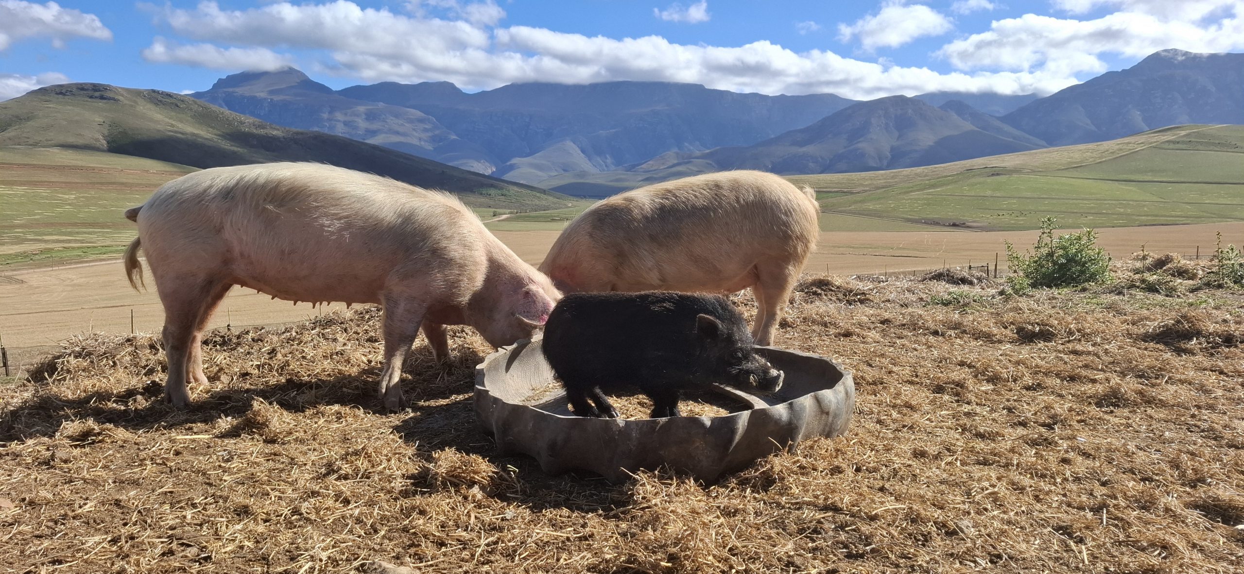 7 May Pigs at trough full size