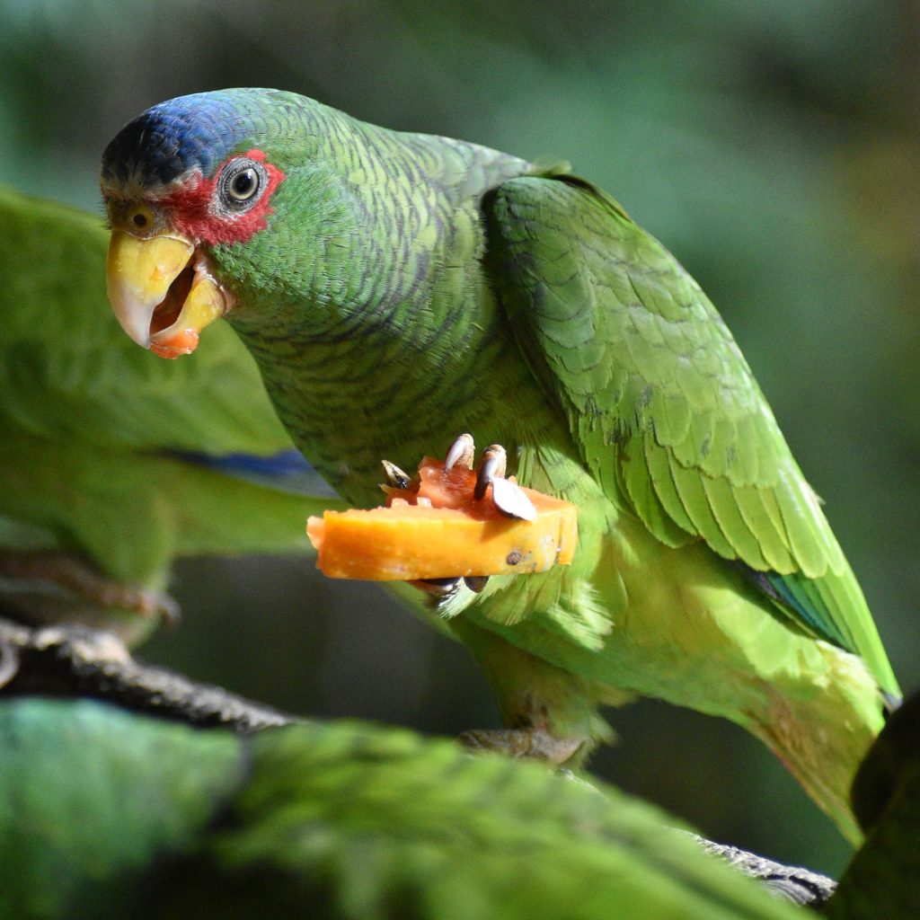 Belize bird rescue4