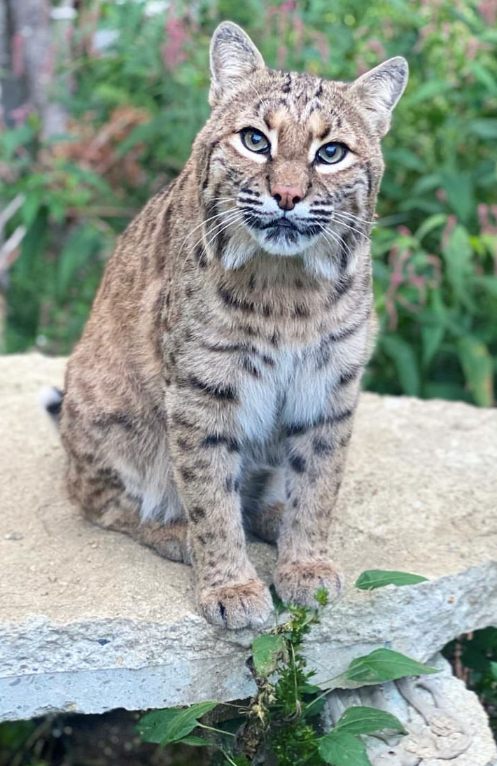 RAWR Bobcat